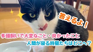 多頭飼いで大変なこと・良かったことは？【質問答えます】