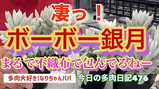 【多肉植物】【ガーデニング】【銀月】不織布みたいに包まれた銀月を増やそう❗️    多肉大好き！なりちゃんパパ　多肉奮闘記その476