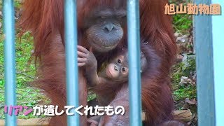 【オランウータン】リアンが遺してくれたもの （旭山動物園）Borneo orangutan \