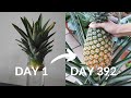 How to grow pineapple from crown to harvest-Part 1 ( 0-9 months)