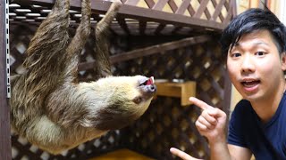 The creature mansion that raises sloths at home is too wonderful ...!