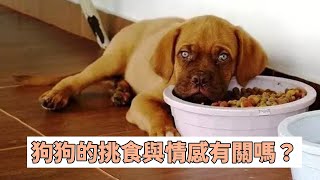 狗狗的挑食可能與情感有關嗎？