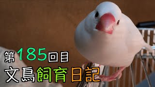 文鳥飼育日記第185回目