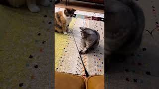 猫「これで遊んで？」　おねだりする猫ちゃんがたまらない