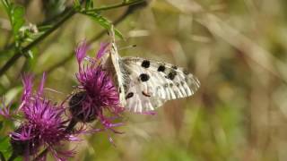 Apollofalter im Wind. Moseltal / Valwig  8.6.2017