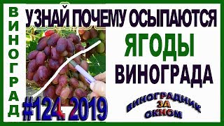 🍇 Не делай ТАК.  ПОЧЕМУ ОСЫПАЮТСЯ и вянут ягоды винограда.