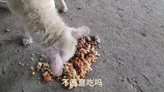 收养的狗狗挑食连肉都不吃了，想了一个办法，顿时对食物热情无比