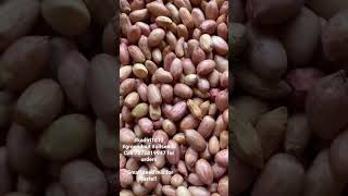 #groundnut #oil #seeds #kadiri1812 #best #quality #delivery across #india call7075819947 for orders