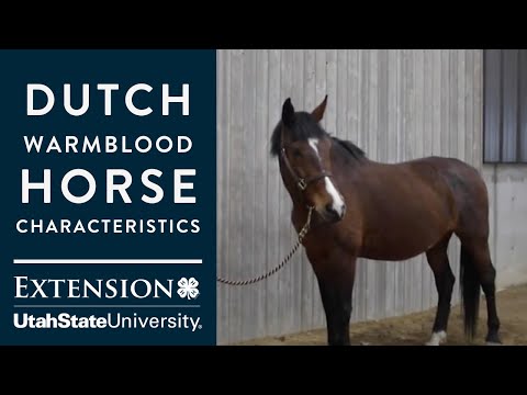 Is a Holsteiner a Dutch Warmblood?