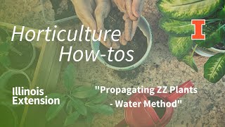 Horticulture How-to - How Do I Water Propagate My ZZ Plant?