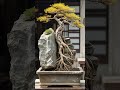 bonsai yellow leaves hugging rocks collection 04