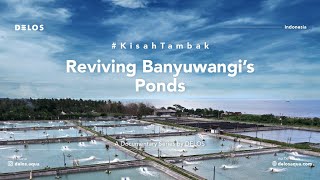 Introduction | Reviving Banyuwangi's Ponds: A #KisahTambak Documentary Series