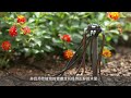 安装滴灌来节约用水 save our water by installing drip irrigation