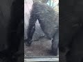 【ゴリラ母子】息子キンタロウに顔を近づける母ゲンキ gorilla mom genki puts her face closer to kintaro 2023.04.28 ゴリラ gorilla