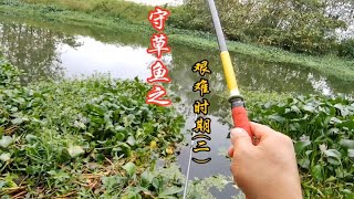 草窝子钓草鱼能钓到什么时候？