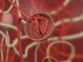 How the Kidneys Work
