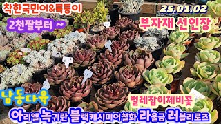 남동다육(3)묵둥이 선인장 부자재 아리엘 녹귀란 블랙캐시미어철화 라울금 러블리로즈군생/강추