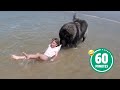 AMAZING Dog Saves Little Girl 😳 | BEST Dog Videos