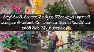 నేను నర్సరీ నుండి మొక్కలు తెచ్చేటప్పుడు ఇలా మొక్కలు select చేసుకుంటాను, నచ్చితే ఈ tip fallow అవ్వండి