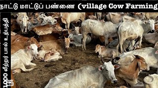 @Cow Farm Profit in Jaffna#Top Cow Farm// நாட்டு மாட்டுப் பண்ணை🐂🇱🇰