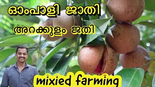 ompali jathi #arakulam jathi #lowrange jathi #intercoping nutmeg #mixed farming in nutmeg #jathi #kl