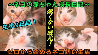 【生後9日目】全く鋭くない、ネコの赤ちゃんの眼光【ネコが好きすぎる人】【毎日更新予定】