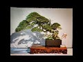 Pameran Bonsai / Pamnas Gianyar 2021 / Hut Kota Gianyar / Bali