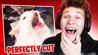 The MOST Perfectly Cut Screams EVER!