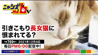 《第760回》再び引きこもった長女猫。触らせてはくれるものの、、、突然のブロードラインで怒って恨まれてる？