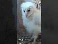 Barn owl chicks: from egg hatch to first flights #barnowl #robertefuller #discoverwildlife