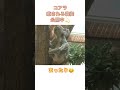 【コアラ】寝起きのクセが強いコアラ...😪 動物たちの癒しの寝姿公開中！ shorts