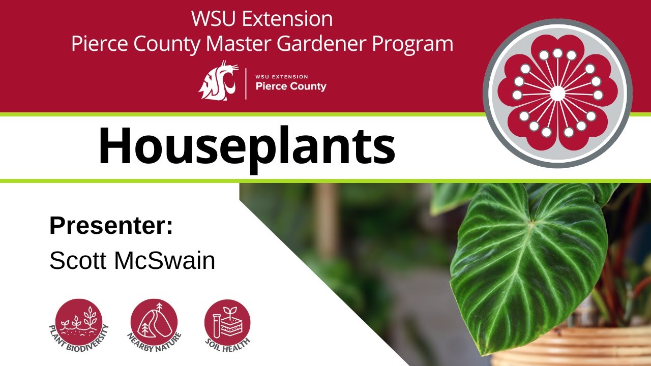 Houseplant Basics Youtube