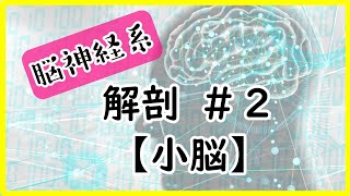 【見て聴いてわかる！】脳神経系　解剖＃2　～小脳～