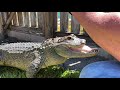 trapjaw the amazing american alligator