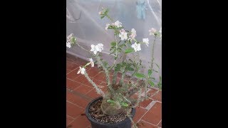 PACHYPODIUM LEALII  en FLOR