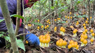 เก็บเห็ดออกใหม่ ทั้งไข่และตูม แข่งฝนแต่เช้า ที่ป่าบ้านคะนา ต.ตาตุม อ.สังขะ 4 กรกฏาคม 2566