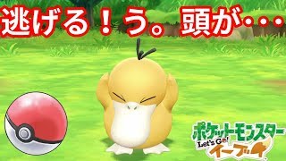 困った顔で逃げていく！？101匹コダックやってみた結果！【ポケモンLet'sGO！イーブイ】