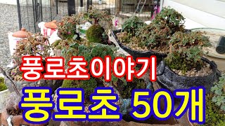 #풍로초이야기 #풍로초50개