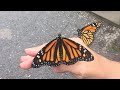 Hair stylist rescues monarch butterflies