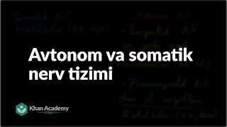 Avtonom va somatik nerv tizimi | Mushak tizimi | Tibbiyot