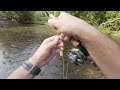 fly fishing belfountain conservation area rainbow and brook trout.