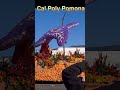 cal poly pomona university float in rose parade 2024 cpp click above for full length parade video