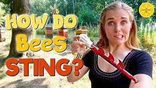How Do Bees Sting? | Maddie Moate