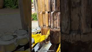 Sugarcane pressing by an ancient traditional process