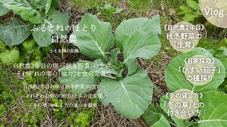 自然農2年目の畑「秋冬野菜」の生育と「茄子」の種取り〜「冬のイネ科の草」と野菜の育ち方〜　24年11月15日