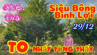 🔥 29/12 ☎️ 0369599049 - PHỤNG  - Siêu Bông Bình Lợi cực VIP lớn nhất nhì Miền Tây