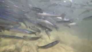 潮だまりに残された生き物たち　イワシの群れ＆ウツボ　南房総スノーケリング　Creatures left to a tide pool.School of sardine \u0026 moray.