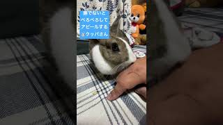 🐰ウサギのクッパクパ٩( ᐛ )و #music #vlog #うちのうさぎ #rabbit #うさぎ #癒し #うさぎちゃん #bunny #うさぎさん 夕飯時にみて下さいクパァァァアァ