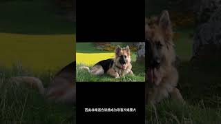 5个你不知道的马尔济斯犬冷知识