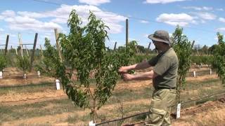 Peach tree trellising experiment for mechanical pruning